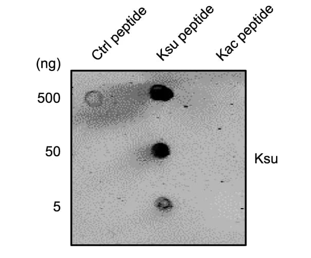 Open access visualization of Gel, Dot Blot Assay, Antibody, Peptide, Succinylation