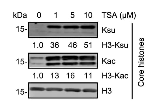 Open access visualization of Gel, WB Analyses, Histone Succinylation, Histone Acetylation, HeLa Cells