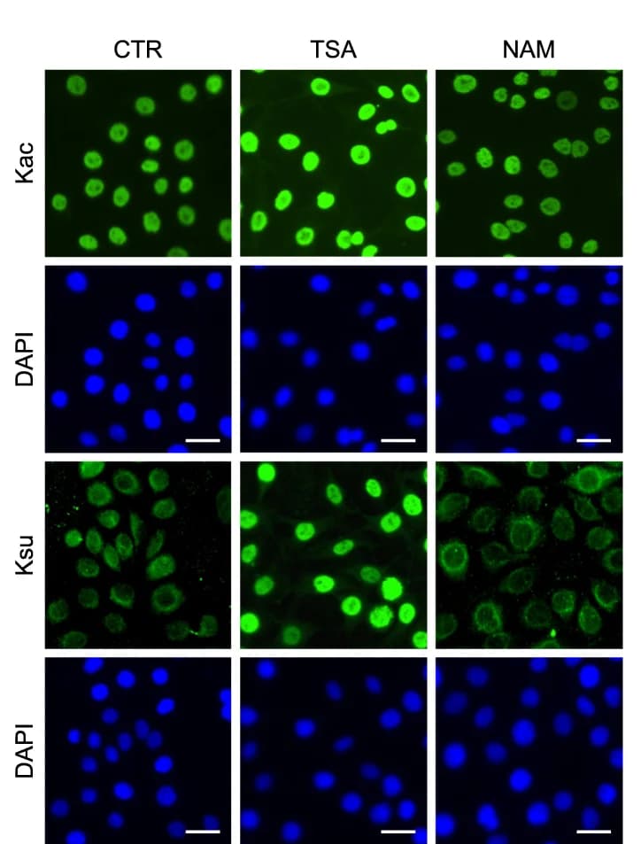 Open access visualization of Microscopy, IF Assay, TSA, NAM, Succinylation