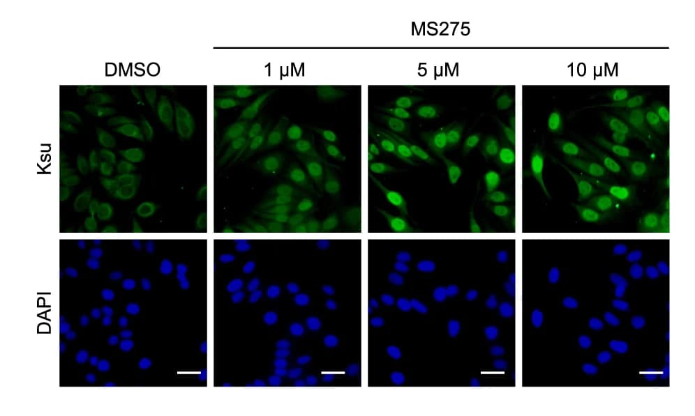 Open access visualization of Microscopy, IF Staining, MS275, Succinylation, HeLa Cells