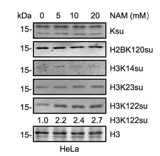Open access visualization of Gel, WB analysis, Histone succinylation, SIRT inhibitor, NAM