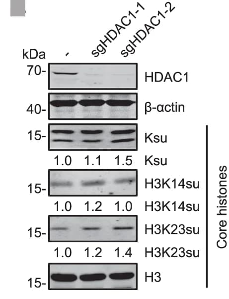 Open access visualization of Gel, WB analysis, HDAC1, HDAC2, HDAC3