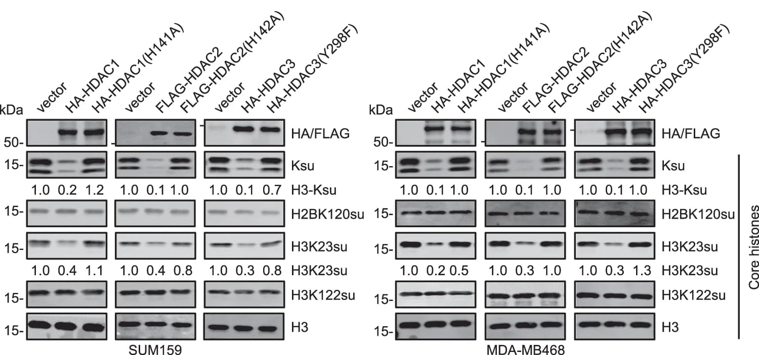 Open access visualization of Gel, WB analysis, HDAC1, HDAC2, HDAC3