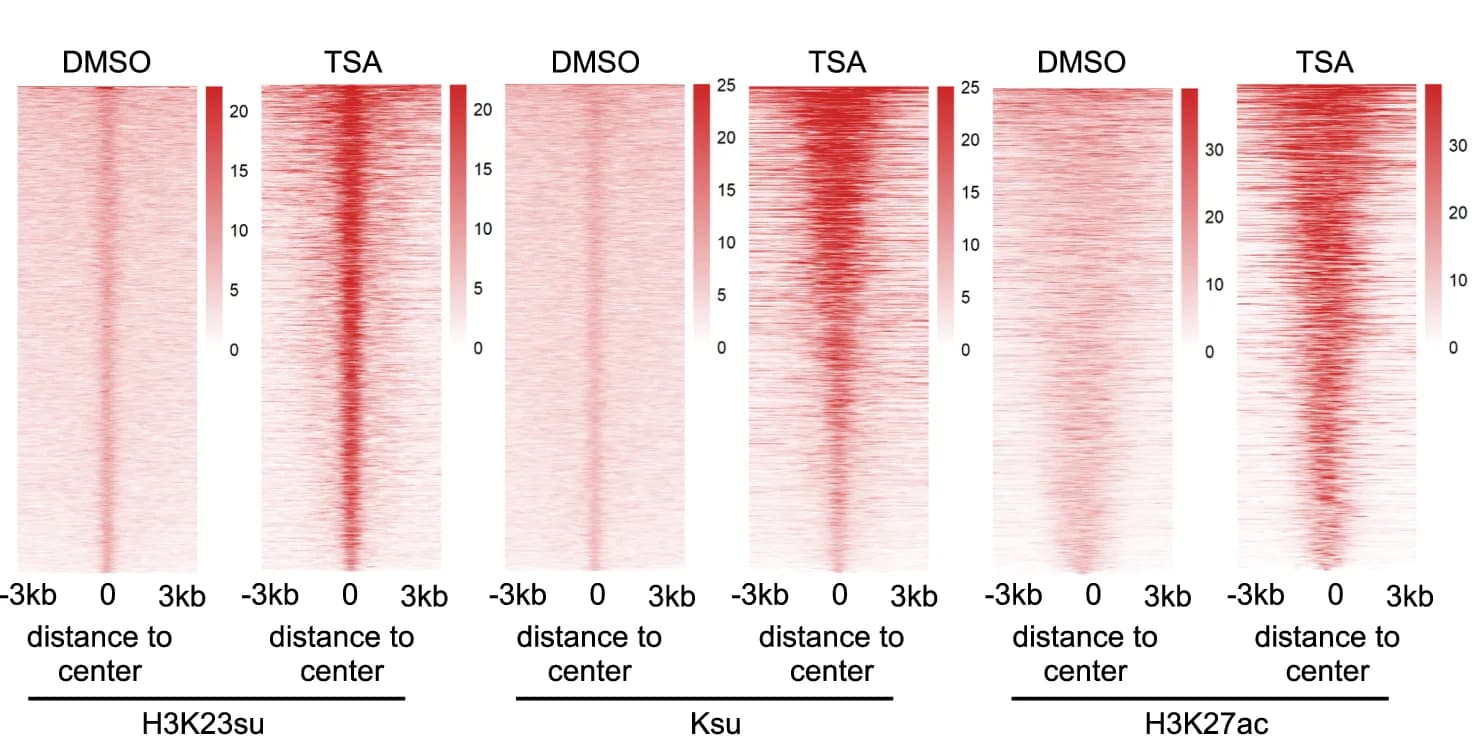 Open access visualization of Heatmap, Heatmaps, Peak Intensities, H3K23su, Ksu