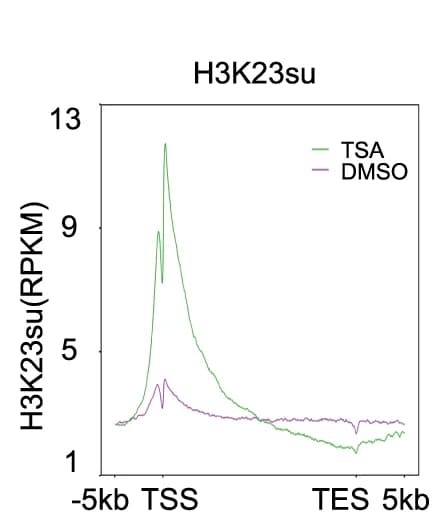 Open access visualization of Line Plot, Meta Gene Analysis, H3K23su, Occupancy Profiles, TSA-treated
