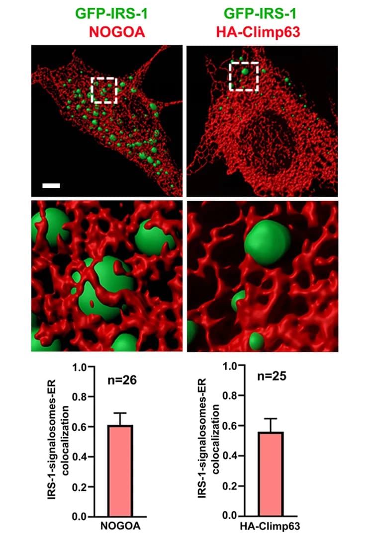 Open access visualization of Microscopy, Bar Plot, Error Bars, Confocal Images, C2C12 Myoblasts
