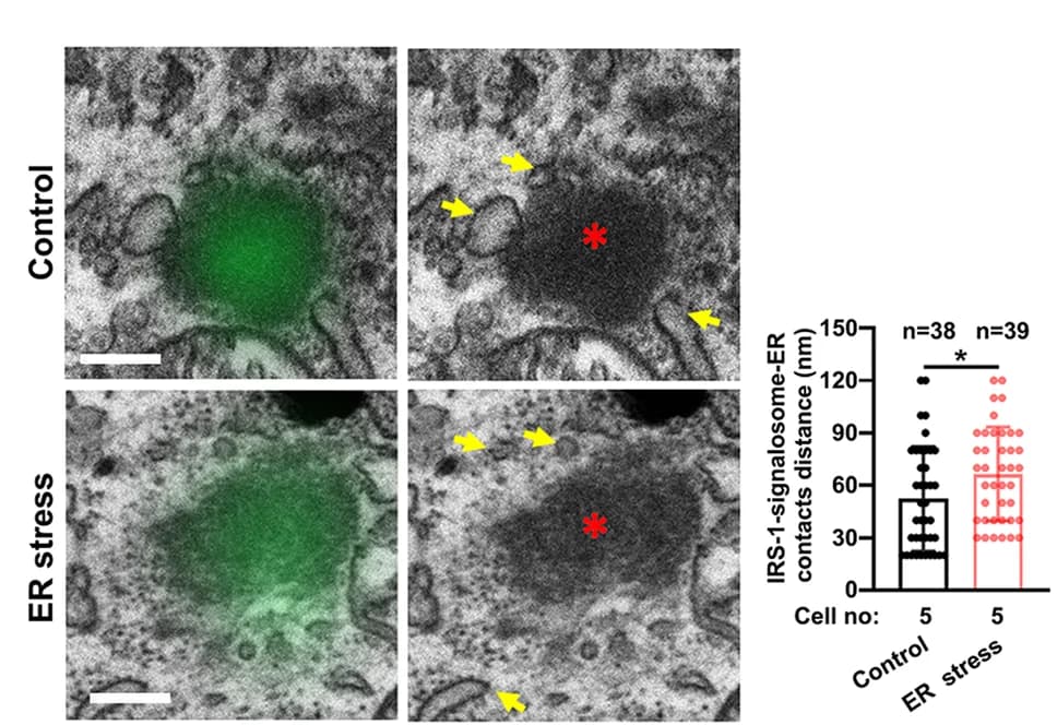 Open access visualization of Microscopy, Box Plot, Scatter Plot, Correlative Light and Electron Microscopy, DMSO