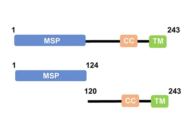 Open access visualization of Illustration, VAPB, Mutants, Schematic Diagram