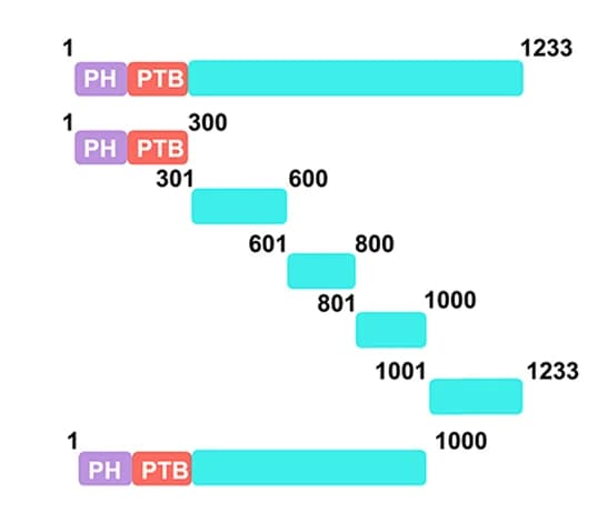 Open access visualization of Illustration, IRS-1, Truncation Mutants