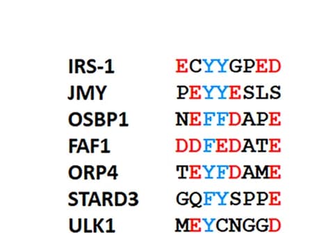Open access visualization of Table Image, IRS-1, FFAT Motif, VAPB, Interacting Partners