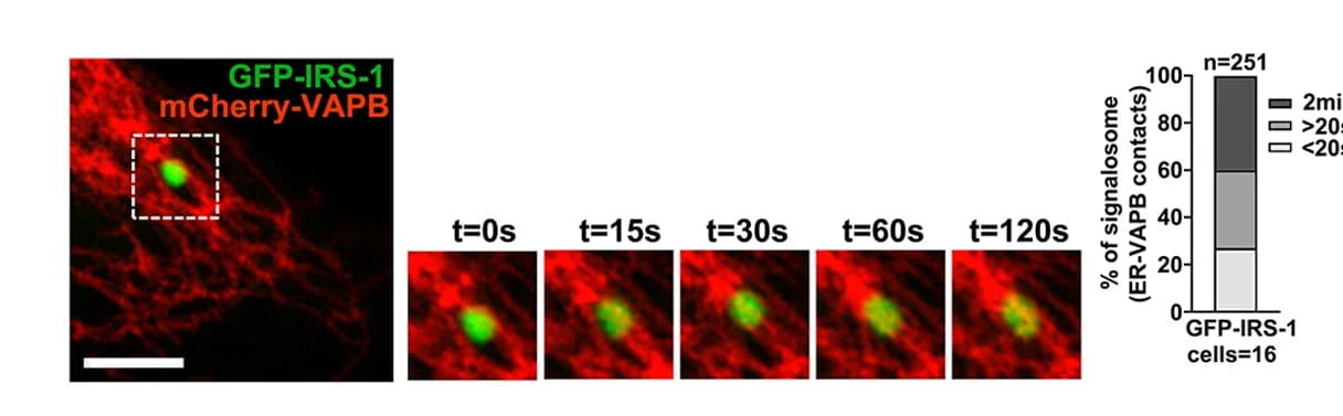 Open access visualization of Bar Plot, Stacked Bar Plot, Microscopy, Photo, Live Imaging