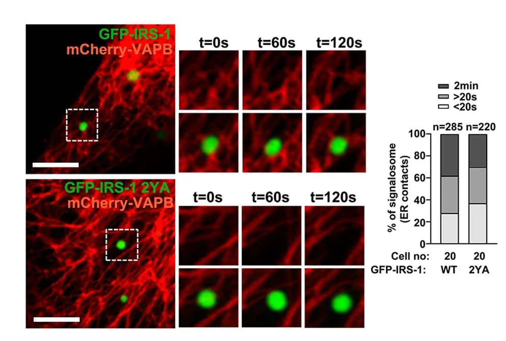 Open access visualization of Stacked Bar Plot, Microscopy, Live Imaging, GFP-IRS-1 Droplets, GFP-IRS-1 2YA Mutant Droplets