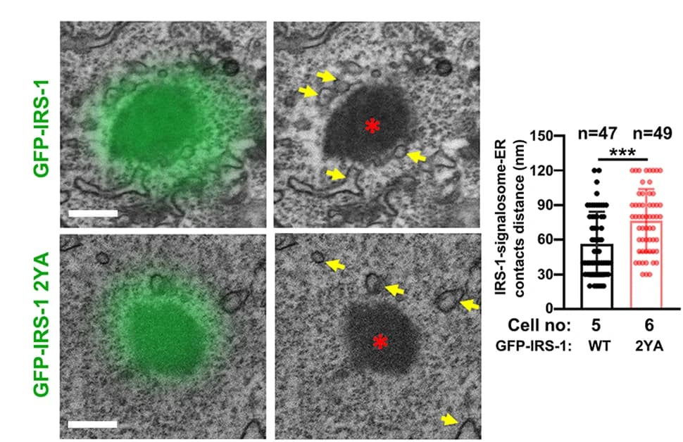 Open access visualization of Microscopy, Box Plot, Scatter Plot, CLEM, C2C12 Cells