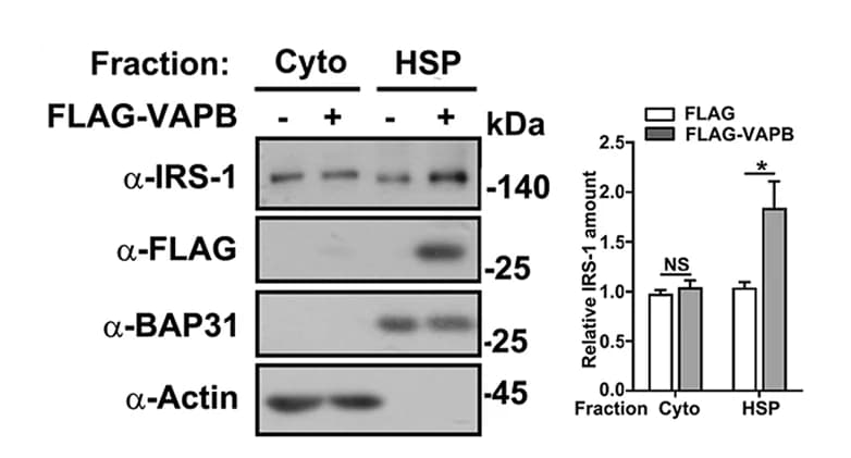 Open access visualization of Bar Plot, Error Bars, Gel, C2C12 Myoblasts, FLAG-VAPB