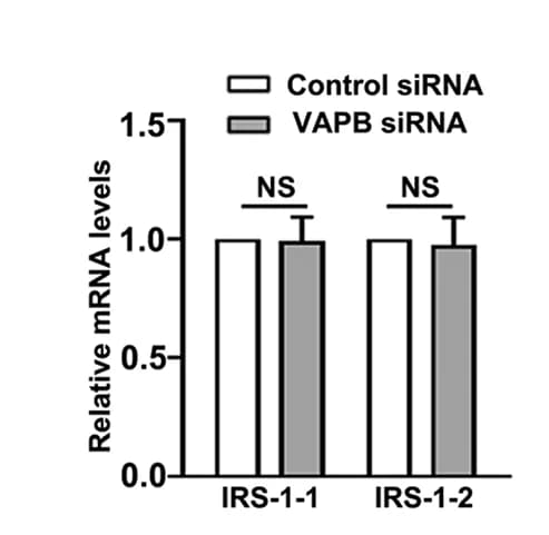 Open access visualization of Bar Plot, Error Bars, Clustered, C2C12 Cells, VAPB siRNA
