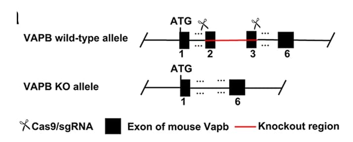 Open access visualization of Illustration, Gene Targeting, VAPB Knockout