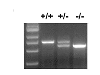 Open access visualization of Gel, Genomic PCR, Wild-type Mice, VAPB-KO Mice