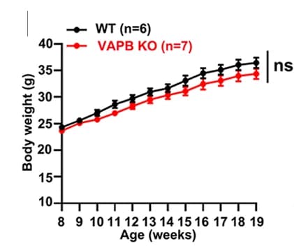 Open access visualization of Line Plot, Error Bars, Body Weight, Wild-type Mice, VAPB-KO Mice