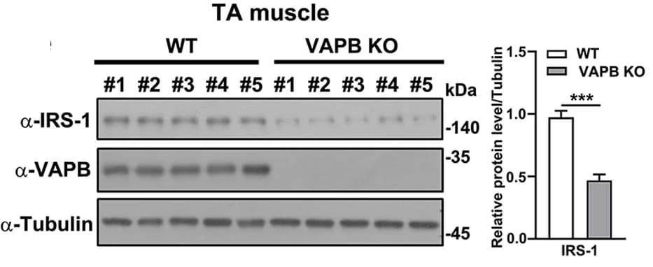 Open access visualization of Bar Plot, Error Bars, Gel, Tibialis Anterior Muscle, Wild-type Mice