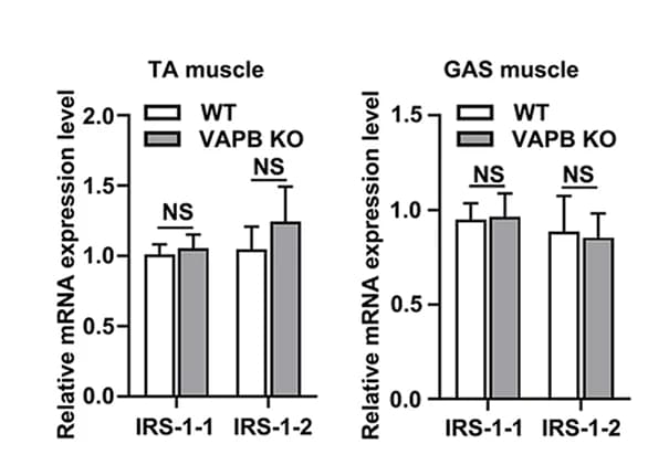 Open access visualization of Bar Plot, Error Bars, Clustered, Tibialis Anterior Muscle, Gastrocnemius Muscle