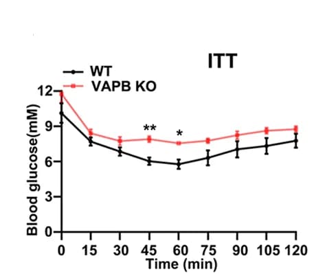 Open access visualization of Line Plot, Error Bars, Blood Glucose Levels, ITT, Wild-type Mice