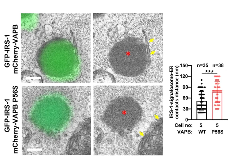 Open access visualization of Microscopy, Box Plot, Scatter Plot, CLEM, C2C12 Cells
