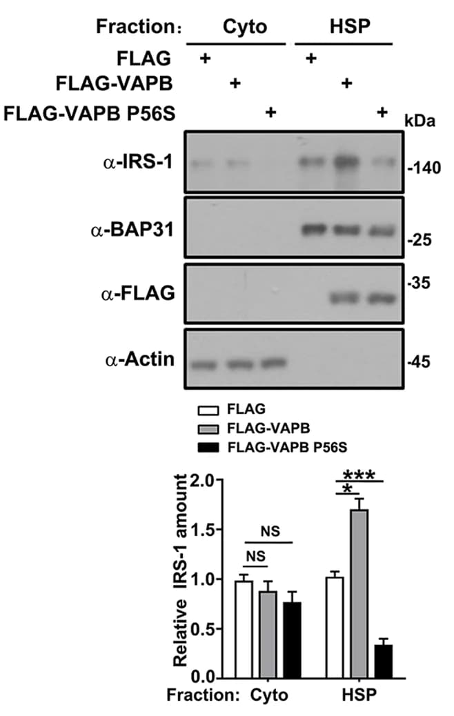 Open access visualization of Bar Plot, Error Bars, Gel, C2C12 Myoblasts, FLAG Vector