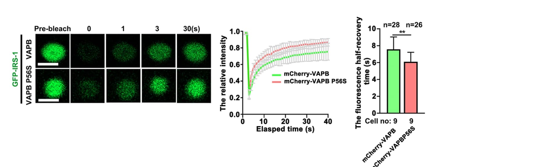 Open access visualization of Microscopy, Bar Plot, Line Plot, Error Bars, Confocal Imaging