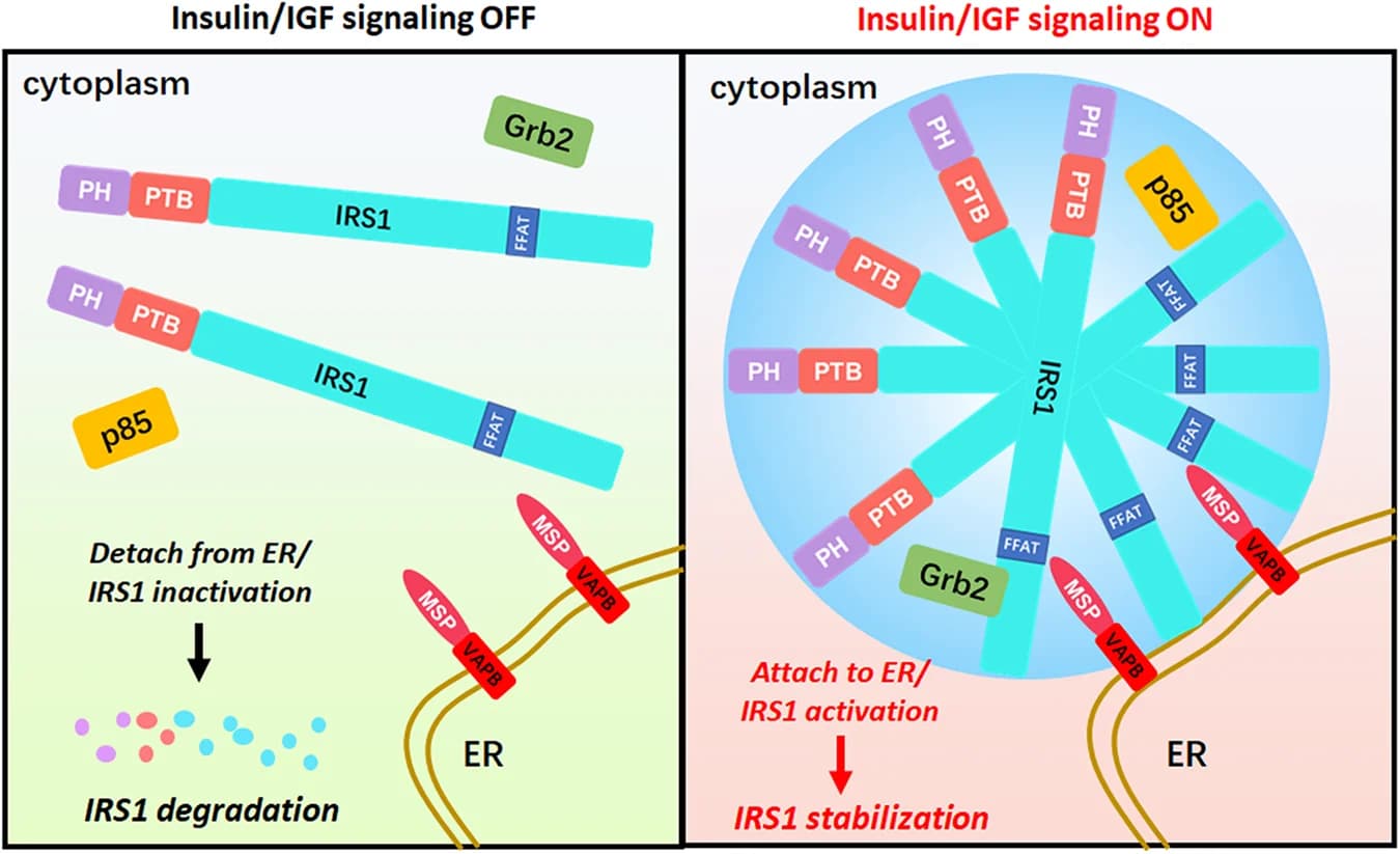 Open access visualization of Workflow, Illustration, IRS-1, ER Membrane, VAPB