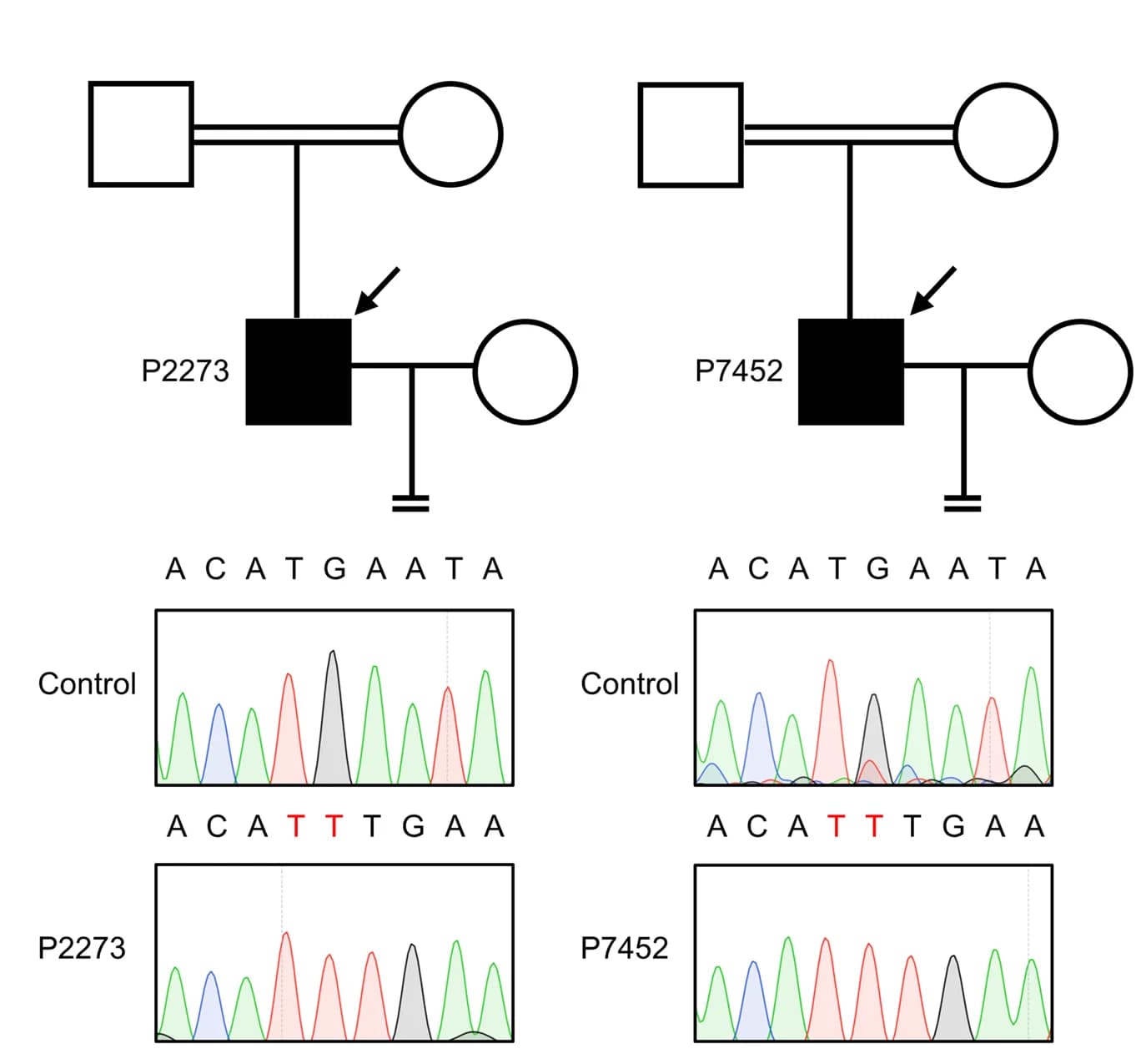 Open access visualization of Workflow, Illustration, Line Plot, Pedigrees, Chinese families