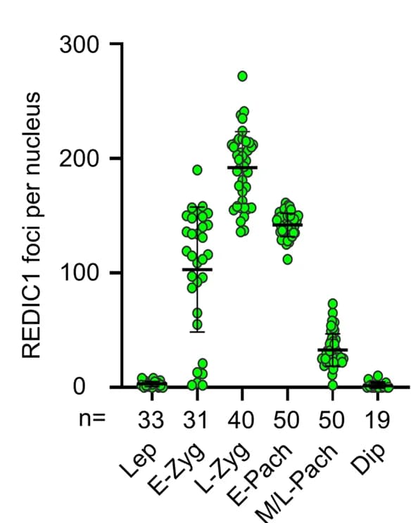 Open access visualization of Scatter Plot, Error Bars, REDIC1, Chromosome Axes, Spermatocytes