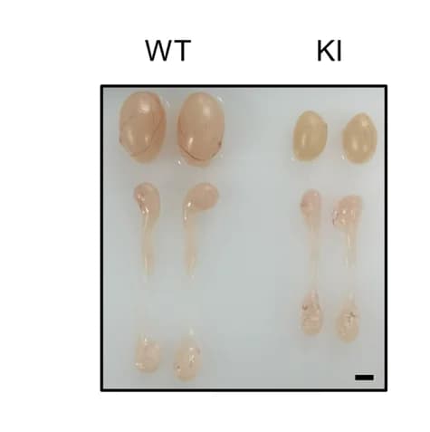 Open access visualization of Photo, Testis, Epididymis, Morphology, Mice