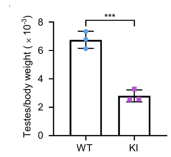 Open access visualization of Bar Plot, Error Bars, Testis, Body Weight, Mice