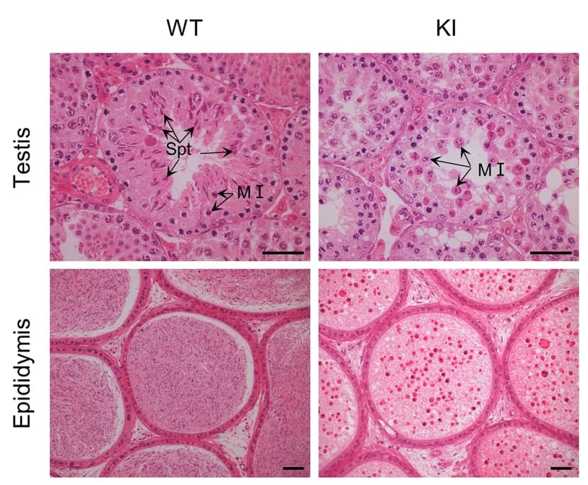 Open access visualization of Microscopy, Hematoxylin and Eosin Staining, Testis, Epididymis, Spermatocytes