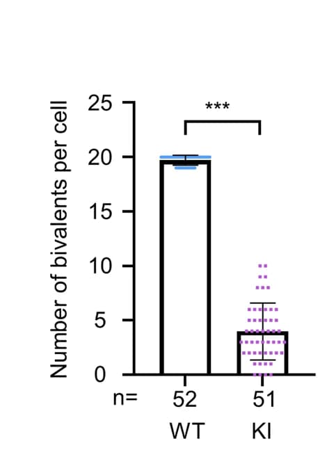 Open access visualization of Bar Plot, Error Bars, Bivalents, Metaphase I Spermatocytes, Mice
