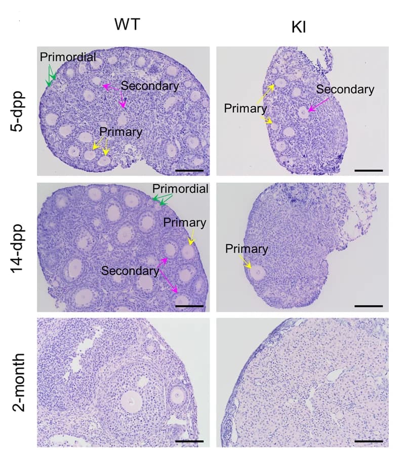 Open access visualization of Microscopy, Histology, Ovaries, Follicles, Mice