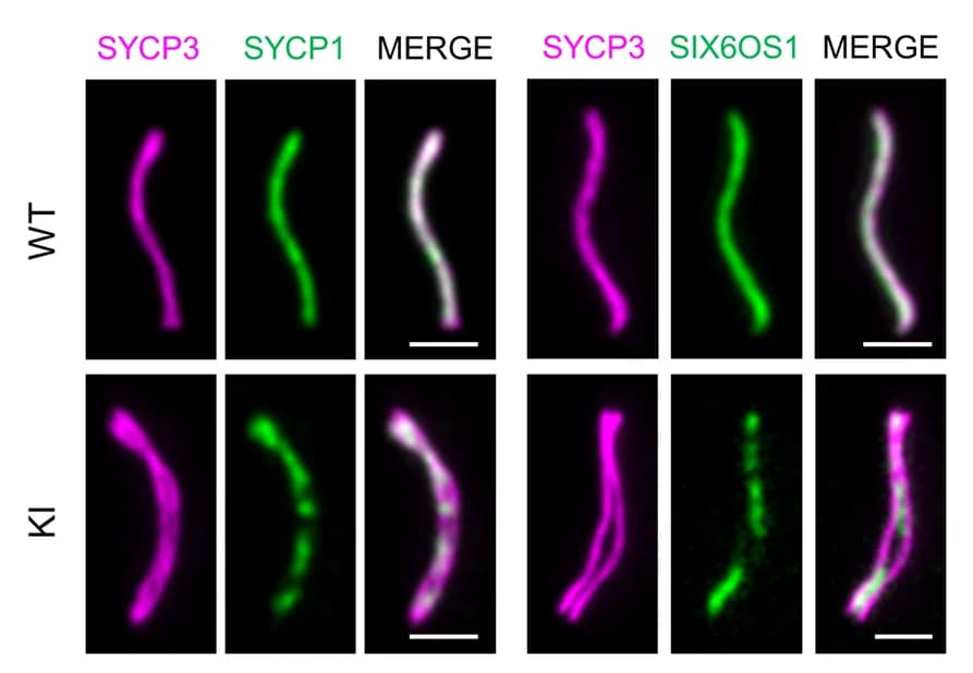 Open access visualization of Microscopy, Chromosomes