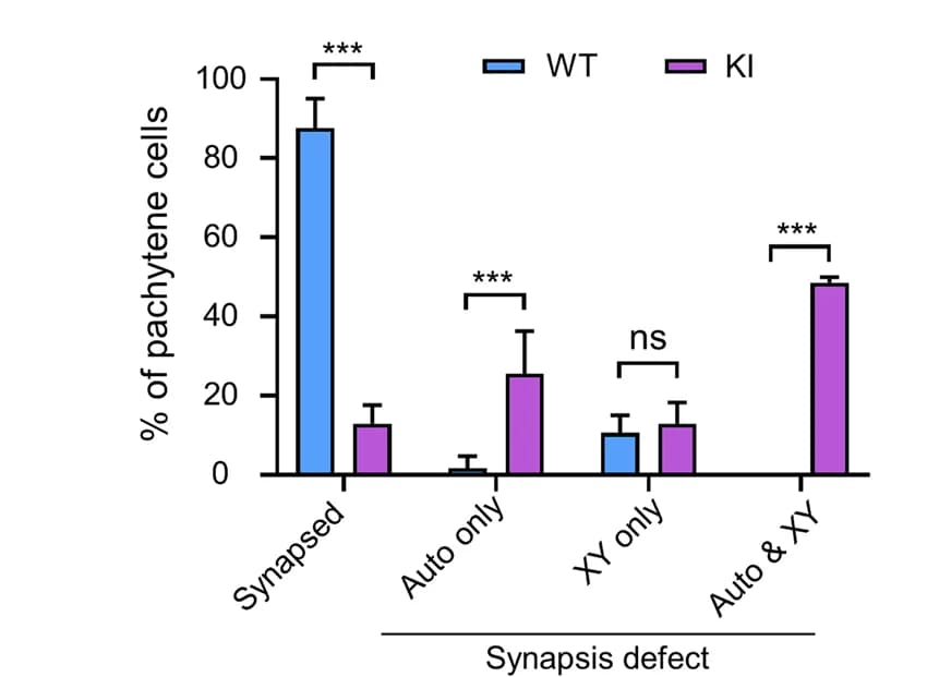 Open access visualization of Bar Plot, Error Bars, Clustered, Pachytene Spermatocytes, Synaptic Defects