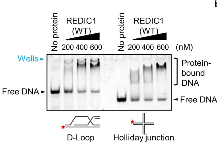 Open access visualization of Gel, Illustration, EMSA, REDIC1 Protein, DNA Substrates