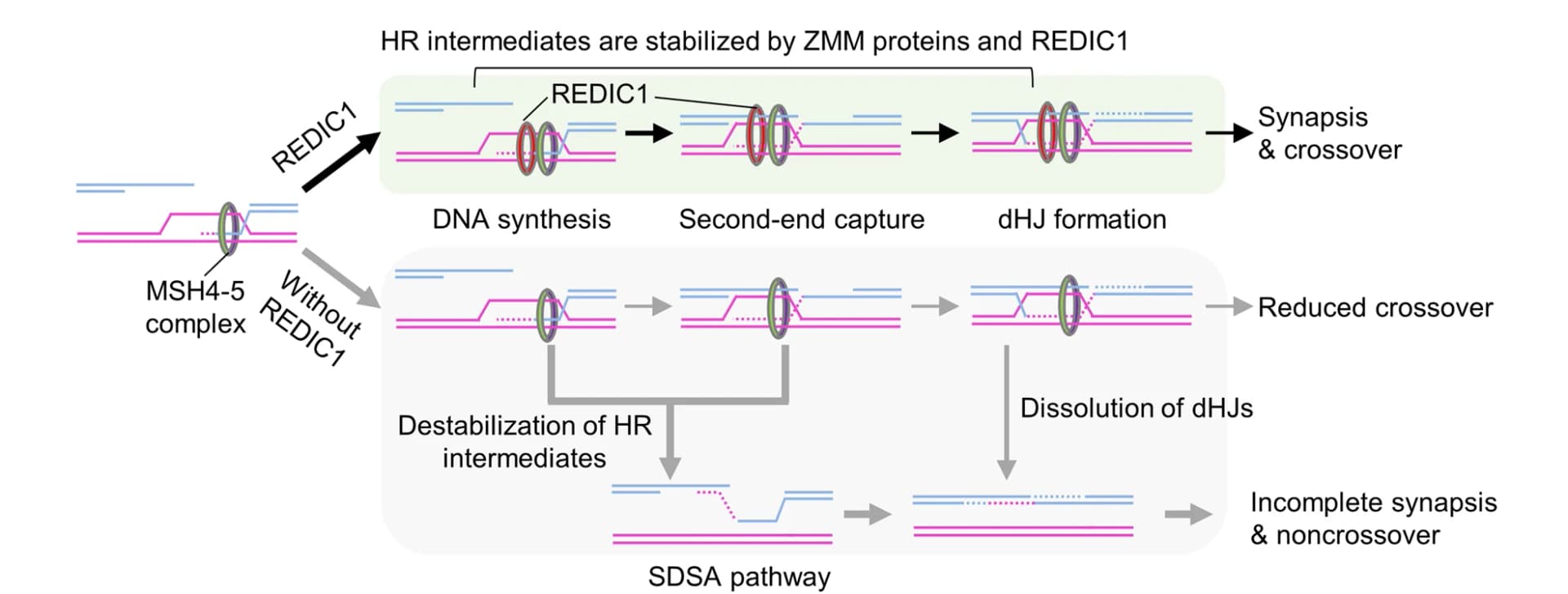 Open access visualization of Workflow, Schematic Diagram, REDIC1, Meiotic Recombination, Chromosome Synapsis