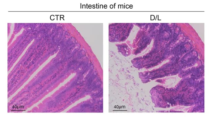Open access visualization of Microscopy, H&E Staining, Mouse Ileal Sections