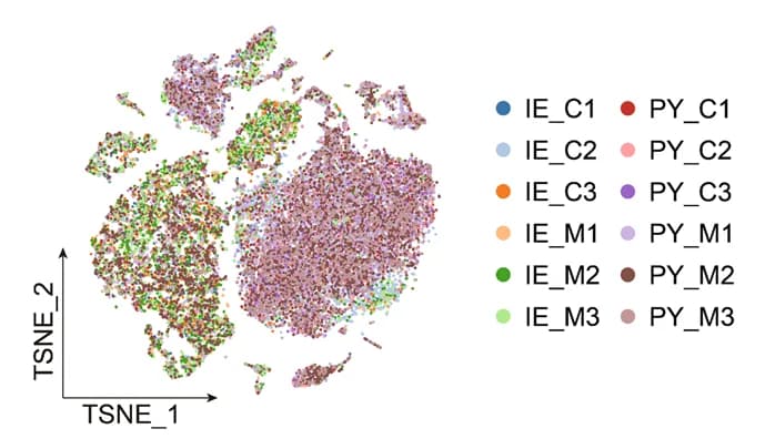 Open access visualization of Scatter Plot, UMAP, PCA, UMAP Plots, Cell Clustering