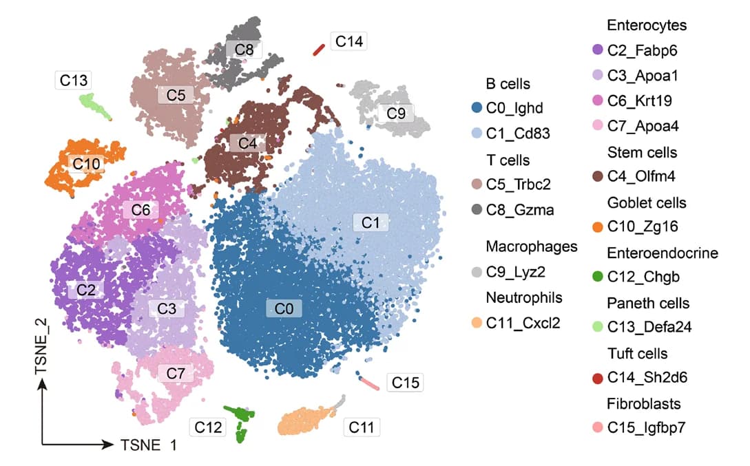 Open access visualization of Scatter Plot, UMAP, PCA, Cell Clusters, Cell Type Assignments