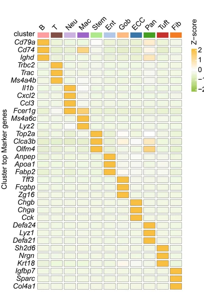 Open access visualization of Heatmap, Marker Gene Expression, Cell Cluster