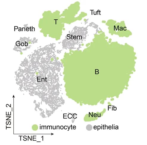 Open access visualization of Scatter Plot, UMAP, PCA, UMAP Plot, Immunocytes