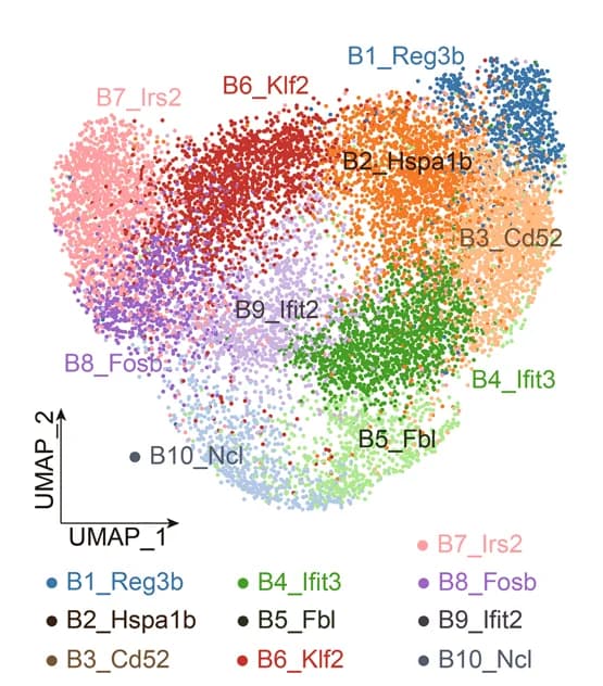 Open access visualization of Scatter Plot, UMAP, UMAP Plot, B Cell Clusters