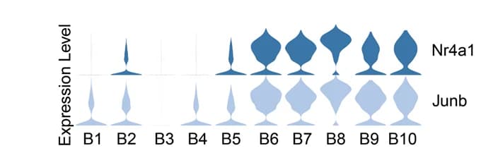 Open access visualization of Violin Plot, Violin Plots, Nr4a1, Junb, B Cell Clusters