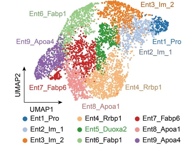 Open access visualization of Scatter Plot, UMAP, UMAP Plot, Enterocyte Clusters