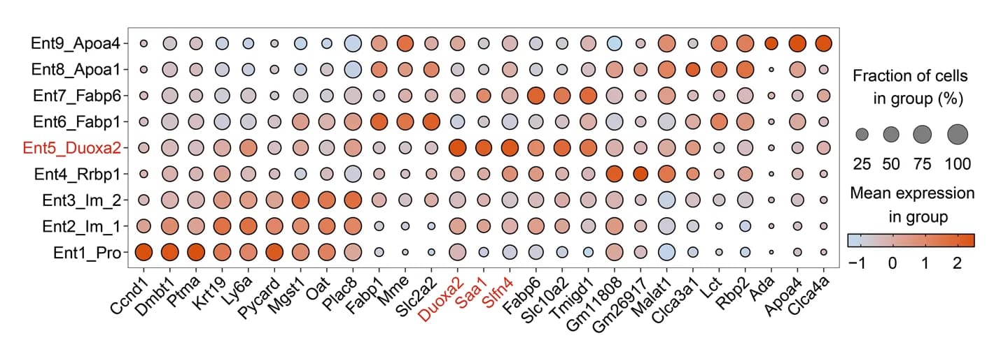 Open access visualization of Bubble Plot, Dot Plot, Gene Expression, Marker Genes, Enterocyte Clusters