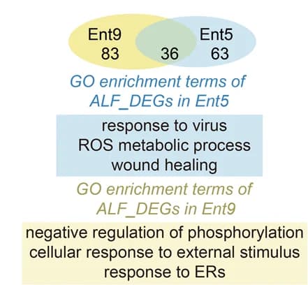 Open access visualization of Venn Diagram, ALF_DEGs, GO Terms, Enrichment Analysis, Mice